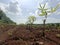 Cassava crop just planted on fertile red soil in Cambodia