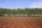 Cassava and Eucalyptus plantation in Thailand