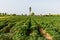 Cassava farm green plant agriculture view landscape.