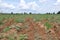 Cassava farm landscape