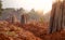 Cassava farm. Manioc or tapioca plant field. Bundle of cassava trees in cassava farm. The plowed field for planting crops.