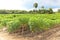 Cassava farm and plant growth