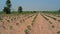 Cassava field in sandy soil