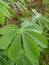 Cassava is a food crop that produces tubers in the soil