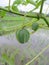 Cassava fruit