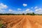 Cassava growing area In the blue sky background