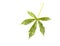 Cassava leaf diseases and pests Manihot esculenta