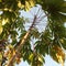 Cassava leaves close up photo