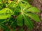 Cassava leaves are dewy after the rain