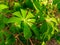 Cassava leaves are dewy after the rain