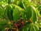 Cassava leaves are dewy after the rain