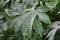 Cassava leaves with gray ashes after volcanic ash rain