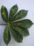 Cassava leaves green