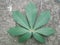 Cassava leaves on the ground background free