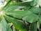 cassava leaves harvested from the garden behind the house