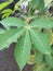 Cassava leaves have long stalks the leaf blade resembles a palm,each stalk has about 3-8 leaves.
