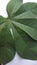 Cassava leaves isolated