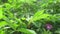 cassava leaves in the morning wind in a village in Kalimantan, Indonesia