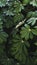 Cassava leaves retain some water after the rain.