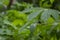 Cassava, Mandioa, Manioc, Tapioca trees Manihot esculenta, young green leaves, selected focus