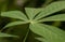 Cassava, Mandioa, Manioc, Tapioca trees Manihot esculenta, young green leaves, shallow focus