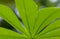 Cassava, Mandioa, Manioc, Tapioca trees Manihot esculenta, young green leaves, shallow focus