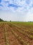 Cassava manioc plant in farmland