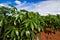 Cassava or manioc plant field