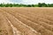 Cassava or manioc plant field