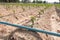 Cassava,manioc.tapioca field growing with drip irrigation syst