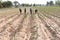 Cassava,manioc.tapioca field growing with drip irrigation syst