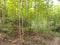 Cassava manioc tapioca plantation field, traditional farm beside the jungle in south east Asia