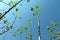 Cassava plant on blue sky, perennial shrub.