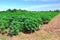 Cassava plant field.