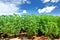 Cassava plant field.