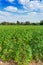 Cassava plant field