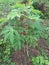 A CASSAVA PLANT GROWTH