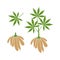 Cassava plant. Isolated cassava on white background