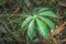 Cassava plant Manihot esculenta growing in a field, Uganda