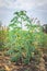 Cassava plant Manihot esculenta growing in a field, Uganda