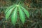 Cassava plant Manihot esculenta growing in a field, Uganda