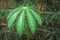 Cassava plant Manihot esculenta growing in a field, Uganda, Africa