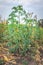 Cassava plant Manihot esculenta growing in a field, Uganda, Africa