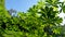 Cassava plant which has green leaves, red petioles and green stems