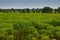 Cassava plantation