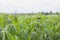 Cassava plantation