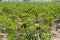 Cassava plantation