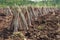 Cassava plantation agriculture and farming