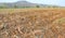 Cassava plantation and harvest in Thailand