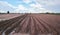 Cassava plantations with brown soil